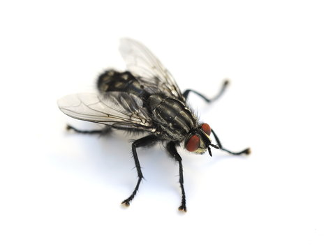 House Fly